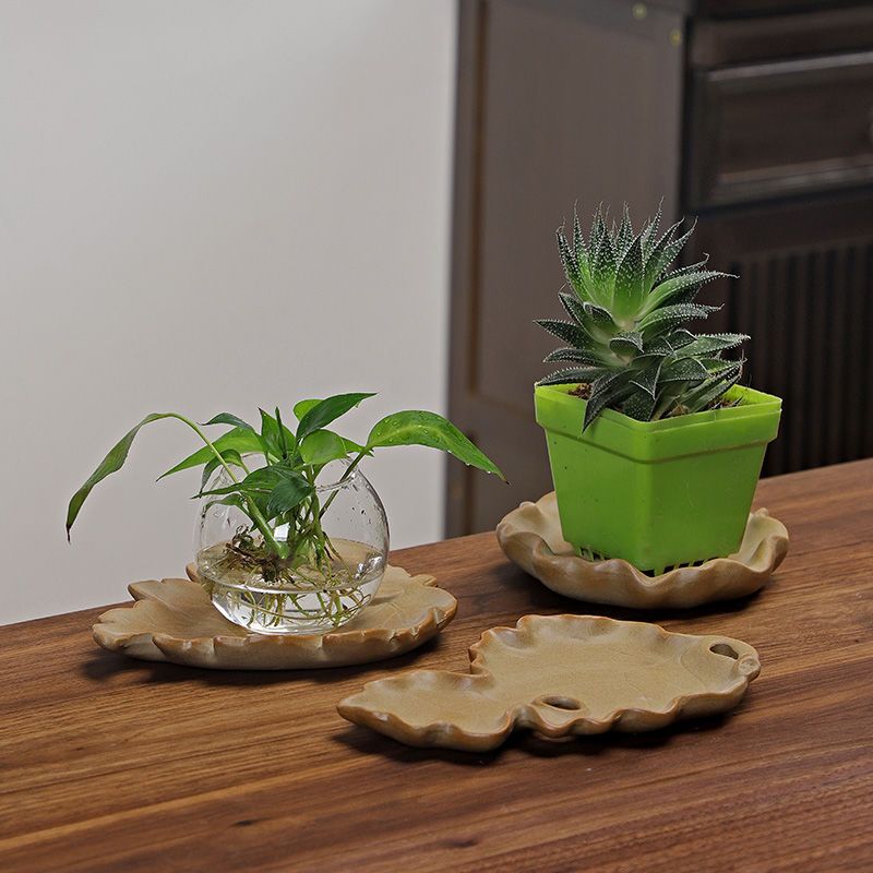 ถาดไม้บราซิลสำหรับปลูกพืชแบบไฮ - Drip Tray Saucer บทวิจารณ์และราคา