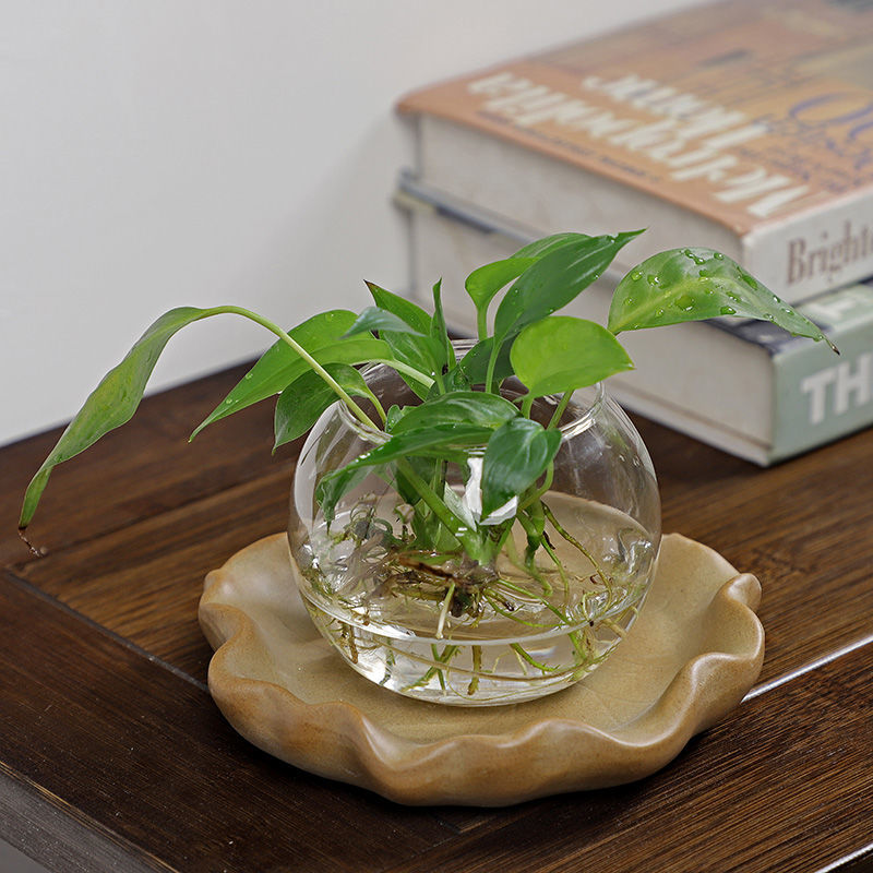 ถาดไม้บราซิลสำหรับปลูกพืชแบบไฮ - Drip Tray Saucer บทวิจารณ์และราคา