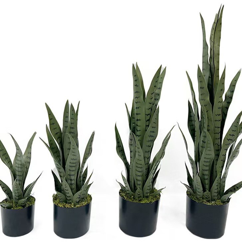 ต้นงูเหลือมปลอมขนาด 40-100 ซม. - Bonsai Garden Zen บทวิจารณ์และราคา