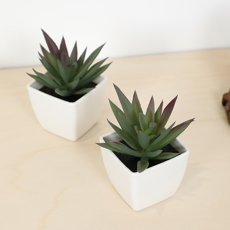 มินิประดิษฐ์ฉ่ํานางฟ้าถ้วยกระถ - Bonsai Garden Zen บทวิจารณ์และราคา
