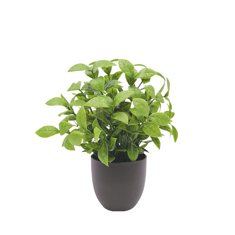 ต้นไม้จำลองสีเขียว บอนไซ ของตก - Bonsai Garden Zen บทวิจารณ์และราคา